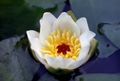 white Garden Flowers Water lily, Nymphaea Photo, cultivation and description, characteristics and growing