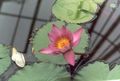 rosa Trädgårdsblommor Näckros, Nymphaea Fil, uppodling och beskrivning, egenskaper och odling