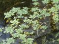 照 水樱草花，马齿苋沼泽，沼泽种子箱 描述, 特点 和 成长
