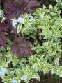 világoskék Kerti Virágok Víz Kankalin, Mocsár Porcsin, Mocsár Seedbox, Myosotis palustris fénykép, termesztés és leírás, jellemzők és növekvő
