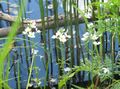 white Garden Flowers Water Violet, Hottonia palustris Photo, cultivation and description, characteristics and growing