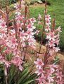 pink Garden Flowers Watsonia, Bugle Lily Photo, cultivation and description, characteristics and growing