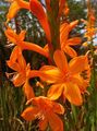 orange Garden Flowers Watsonia, Bugle Lily Photo, cultivation and description, characteristics and growing