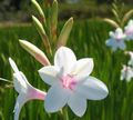 bianco I fiori da giardino Watsonia, Giglio Di Tromba foto, la lavorazione e descrizione, caratteristiche e la coltivazione