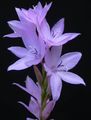 lilla I fiori da giardino Watsonia, Giglio Di Tromba foto, la lavorazione e descrizione, caratteristiche e la coltivazione