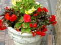 foto Wax Begonia, Knolbegonia beschrijving, karakteristieken en groeiend