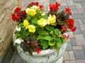 Foto Voks Begonia, Knolde Begonia beskrivelse, egenskaber og voksende