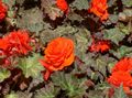 fotografie Ceară Begonia, Begonia Tuberculate descriere, caracteristici și în creștere