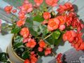 Photo Wax Begonias description, characteristics and growing
