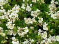 white Garden Flowers Wax Begonias, Begonia semperflorens cultorum Photo, cultivation and description, characteristics and growing