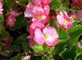 pink Garden Flowers Wax Begonias, Begonia semperflorens cultorum Photo, cultivation and description, characteristics and growing