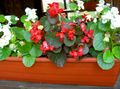 red Garden Flowers Wax Begonias, Begonia semperflorens cultorum Photo, cultivation and description, characteristics and growing