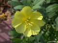 žltá Záhradné kvety Biely Iskerník, Svetlo Pupalkový, Oenothera fotografie, pestovanie a popis, vlastnosti a pestovanie