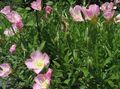 ružová Záhradné kvety Biely Iskerník, Svetlo Pupalkový, Oenothera fotografie, pestovanie a popis, vlastnosti a pestovanie