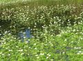 biely Záhradné kvety Biela Voda Iskerník, Batrachium, Ranunculus trichophyllus fotografie, pestovanie a popis, vlastnosti a pestovanie