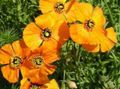 orange Garden Flowers Wind Poppy, Stylomecon heterophyllum Photo, cultivation and description, characteristics and growing