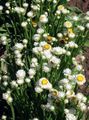 weiß Gartenblumen Geflügelte Ewige, Ammobium alatum Foto, Anbau und Beschreibung, Merkmale und wächst