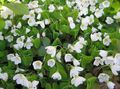 white Wood Sorrel, Whitsun Flower, Green Snob, Sleeping Beauty, Oxalis Photo, cultivation and description, characteristics and growing