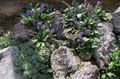 purpurowy Ogrodowe Kwiaty Wulfenite, Wulfenia zdjęcie, uprawa i opis, charakterystyka i hodowla