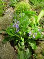 liliowy Ogrodowe Kwiaty Wulfenite, Wulfenia zdjęcie, uprawa i opis, charakterystyka i hodowla