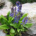 blue Garden Flowers Wulfenia Photo, cultivation and description, characteristics and growing