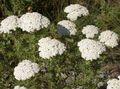 white Garden Flowers Yarrow, Milfoil, Staunchweed, Sanguinary, Thousandleaf, Soldier's Woundwort, Achillea Photo, cultivation and description, characteristics and growing