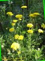 yellow Garden Flowers Yarrow, Milfoil, Staunchweed, Sanguinary, Thousandleaf, Soldier's Woundwort, Achillea Photo, cultivation and description, characteristics and growing