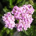 pink Garden Flowers Yarrow, Milfoil, Staunchweed, Sanguinary, Thousandleaf, Soldier's Woundwort, Achillea Photo, cultivation and description, characteristics and growing