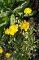 buí bláthanna gairdín Nóinín Buí, Chrysanthemum multicaule, Coleostephus myconis Photo, saothrú agus Cur síos, saintréithe agus ag fás