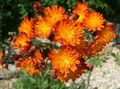 orange Garden Flowers Yellow hawkweed, Fox and Cubs, Orange Hawkweed, Devil's Paintbrush, Grim-the-Collier, Red Daisy, Hieracium Photo, cultivation and description, characteristics and growing