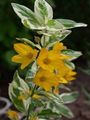 żółty Ogrodowe Kwiaty Krwawnica (Lizymach) Punkt, Lysimachia punctata zdjęcie, uprawa i opis, charakterystyka i hodowla