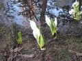 white Garden Flowers Yellow skunk cabbage, Lysichiton Photo, cultivation and description, characteristics and growing