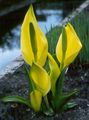 gul Have Blomster Gul Skunk Kål, Lysichiton Foto, dyrkning og beskrivelse, egenskaber og voksende