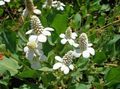 branco Flores do Jardim Yerba Mansa, Falso Anêmona, Lagarto Tail, Anemopsis californica foto, cultivo e descrição, características e crescente