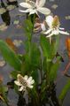 branco Flores do Jardim Yerba Mansa, Falso Anêmona, Lagarto Tail, Anemopsis californica foto, cultivo e descrição, características e crescente