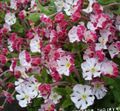 rose les fleurs du jardin Zaluzianskya, Nuit Phlox Photo, la culture du sol et la description, les caractéristiques et un cultivation