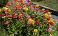 žltá Záhradné kvety Cínie, Zinnia fotografie, pestovanie a popis, vlastnosti a pestovanie