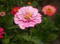 rózsaszín Vasvirág, Zinnia fénykép, termesztés és leírás, jellemzők és növekvő