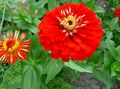 červená Záhradné kvety Cínie, Zinnia fotografie, pestovanie a popis, vlastnosti a pestovanie