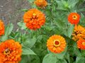 oranžový Záhradné kvety Cínie, Zinnia fotografie, pestovanie a popis, vlastnosti a pestovanie