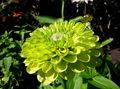zöld Vasvirág, Zinnia fénykép, termesztés és leírás, jellemzők és növekvő