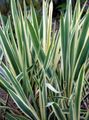 flerfarvet Prydplanter Adams Nål, Spoonleaf Yucca, Nåle-Palme grønne prydplanter, Yucca filamentosa Foto, dyrkning og beskrivelse, egenskaber og voksende