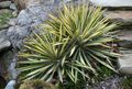 flerfarvet Prydplanter Adams Nål, Spoonleaf Yucca, Nåle-Palme grønne prydplanter, Yucca filamentosa Foto, dyrkning og beskrivelse, egenskaber og voksende
