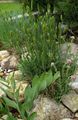 groen Sierplanten Agropyron, Tarwegras granen foto, teelt en beschrijving, karakteristieken en groeiend