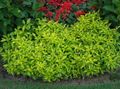 light green Ornamental Plants Alternanthera leafy ornamentals Photo, cultivation and description, characteristics and growing