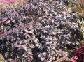 burgundy,claret Ornamental Plants Alternanthera leafy ornamentals Photo, cultivation and description, characteristics and growing