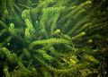 verde Plante Ornamentale Anacharis, Elodea Canadian, Waterweed American, Buruieni Oxigen plante acvatice, Elodea canadensis fotografie, cultivare și descriere, caracteristici și în creștere