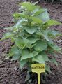 green Ornamental Plants Anise Hyssop, Licorice Mint leafy ornamentals, Agastache Photo, cultivation and description, characteristics and growing