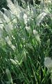 green Ornamental Plants Annual Beard-grass, Annual Rabbitsfoot Grass cereals, Polypogon monspeliensis Photo, cultivation and description, characteristics and growing