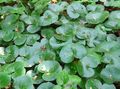 zöld Dísznövény Asarabacca, Európai Vadon Gyömbér leveles dísznövények, Asarum fénykép, termesztés és leírás, jellemzők és növekvő
